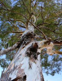 Close-up of tree trunk in forest