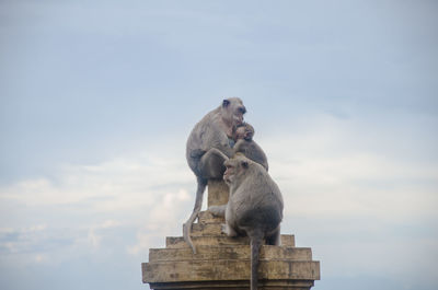 Low angle view of monkey on rock against sky