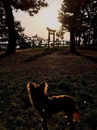 Dog in park during sunset