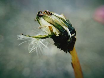 Close-up of housefly on flower