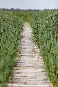 Surface level of dirt road in field