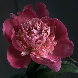 Close-up of pink rose