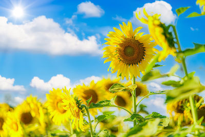 Close-up of yellow flowering plant on field against sky