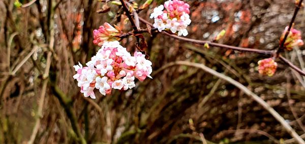 Close-up of pink cherry blossoms in spring