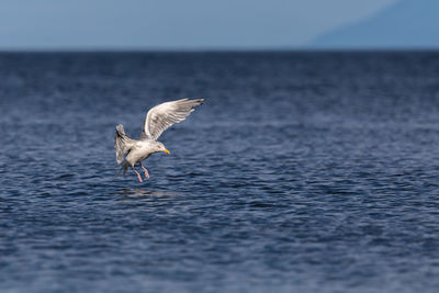 Bird flying over sea