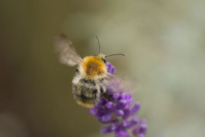 Close-up of honey bee on purple flower