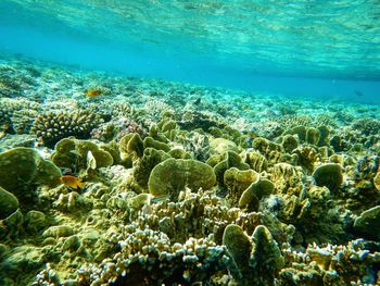 Close-up of coral underwater