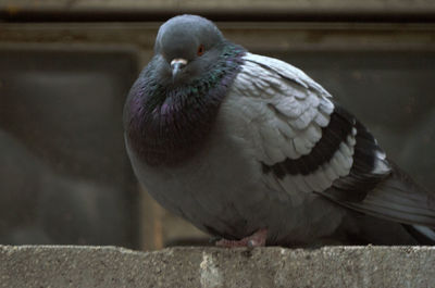 Close-up of bird perching outdoors