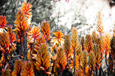 Close-up of orange flowering plants