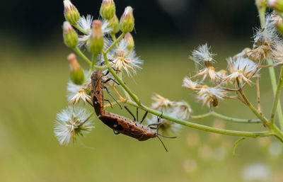 Close-up of insect on flower