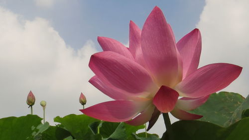 Close-up of pink lily against sky