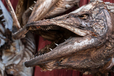 Frightening dried head of large pike with sharp teeth