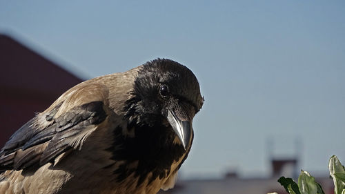 Close-up of a bird against clear sky