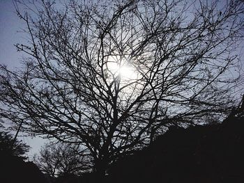 Low angle view of silhouette tree against sky