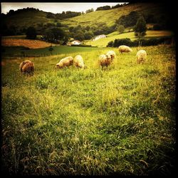 Sheep grazing on field