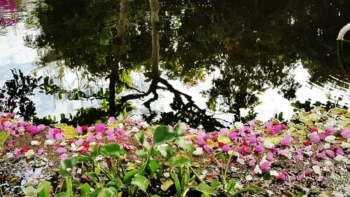 Flowers growing on tree against sky