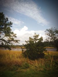 Trees on field against sky