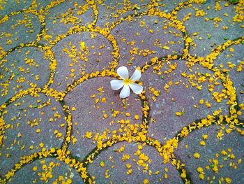 Full frame shot of yellow flowering plant