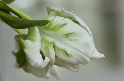 Close-up of white rose