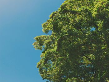 Low angle view of trees against blue sky