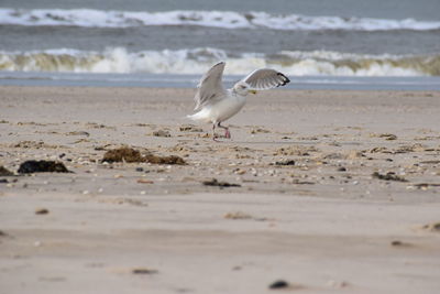 Bird on beach