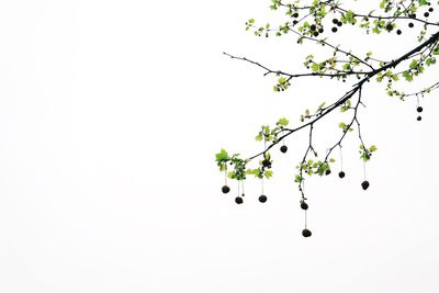 Close-up of berries on tree against clear sky