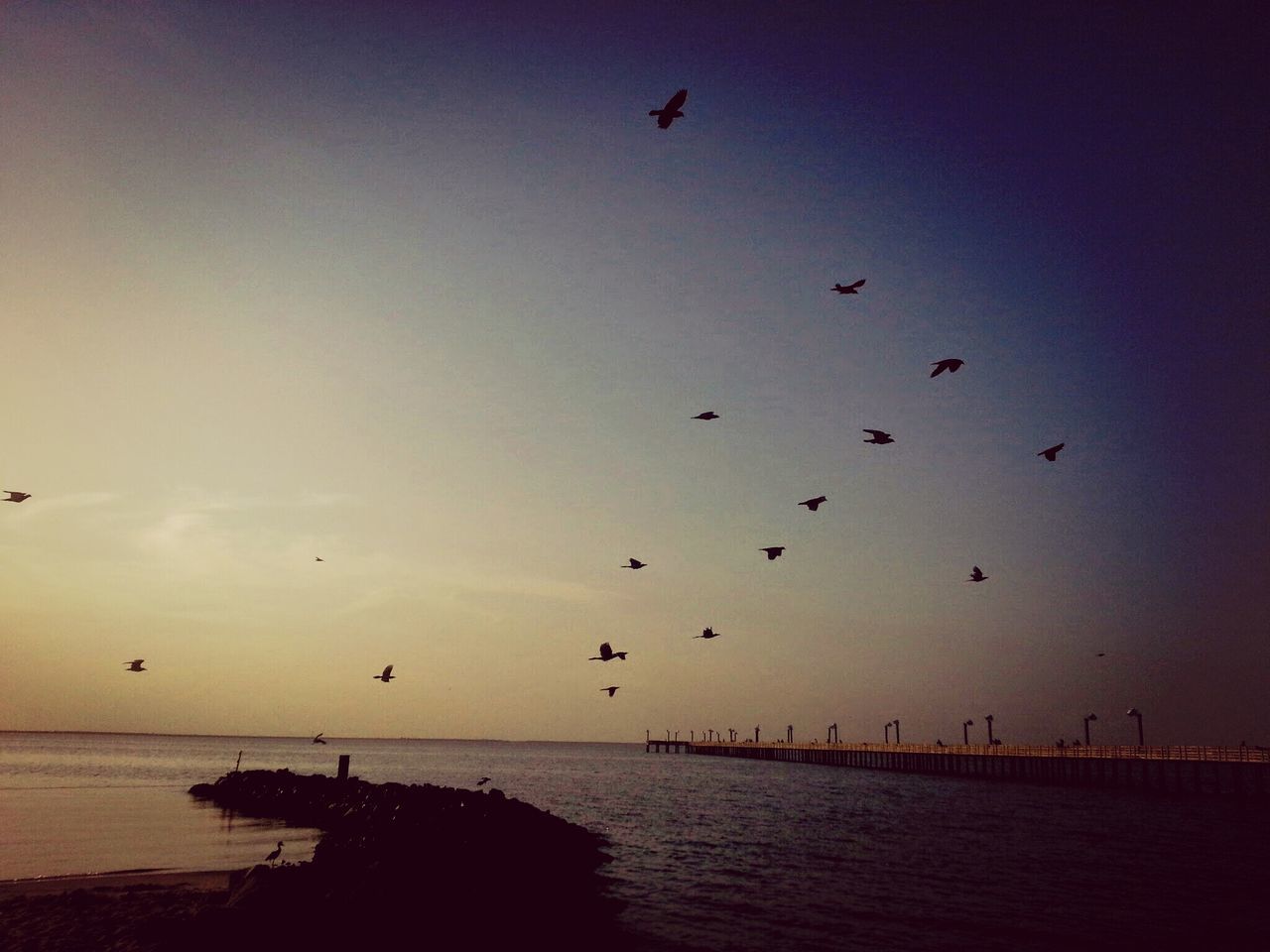 bird, flying, water, animal themes, animals in the wild, sea, wildlife, flock of birds, sky, silhouette, sunset, horizon over water, scenics, nature, tranquil scene, tranquility, waterfront, beauty in nature, mid-air