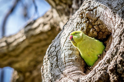Close-up of parrot perching on tree