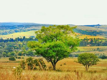 Trees on field against sky