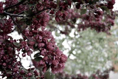 Close-up of cherry blossoms