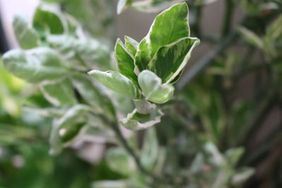 Close-up of green leaves on plant