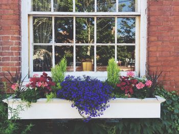 Flowers growing on potted plant