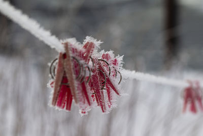 Close-up of frozen plant