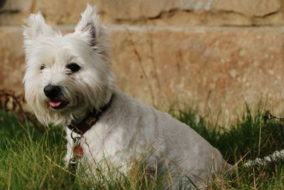 Close-up of dog on grass