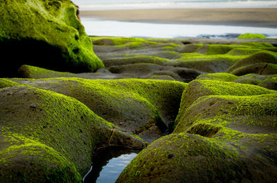 Close-up of moss growing on rocks