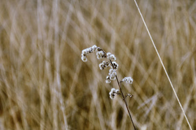 Close-up of crops on field