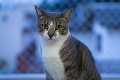 Close-up portrait of a cat