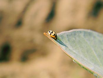 Close-up of insect