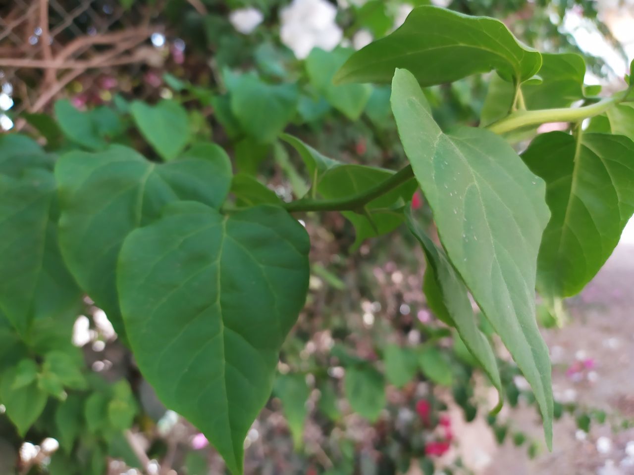 leaf, plant part, plant, tree, growth, green, flower, nature, close-up, no people, beauty in nature, shrub, day, outdoors, produce, freshness, focus on foreground, flowering plant, food and drink, fruit, food