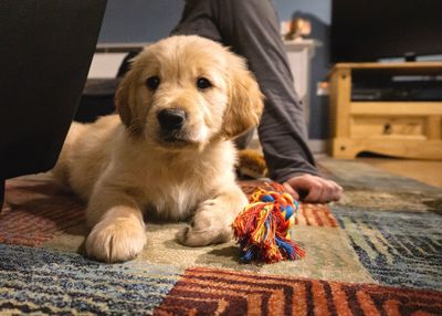 Portrait of dog sitting on carpet at home puppy