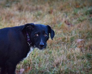 Portrait of black dog standing on field