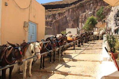 Santorini donkeys 