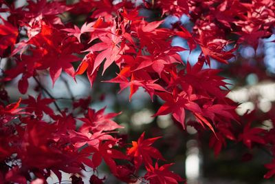 Close-up of red maple leaves