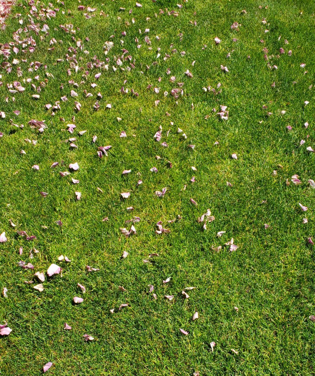 plant, grass, green color, flower, flowering plant, field, nature, land, no people, beauty in nature, day, high angle view, growth, freshness, outdoors, full frame, tranquility, environment, backgrounds, abundance