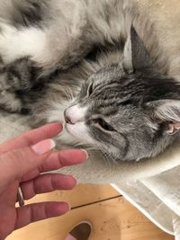 Close-up of hand touching kitten