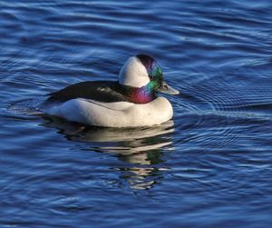 Duck swimming in lake