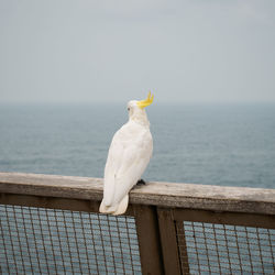 Bird perching on fence against sea and sky