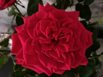 Close-up of dahlia blooming outdoors