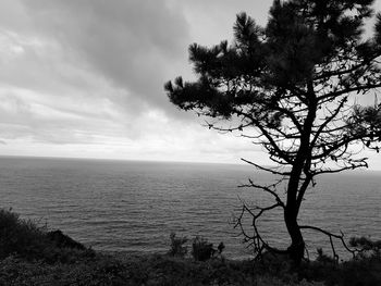 Tree by sea against sky