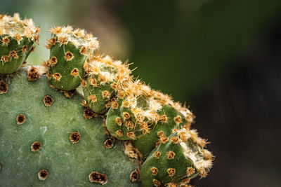 Close-up of prickly pear cactus